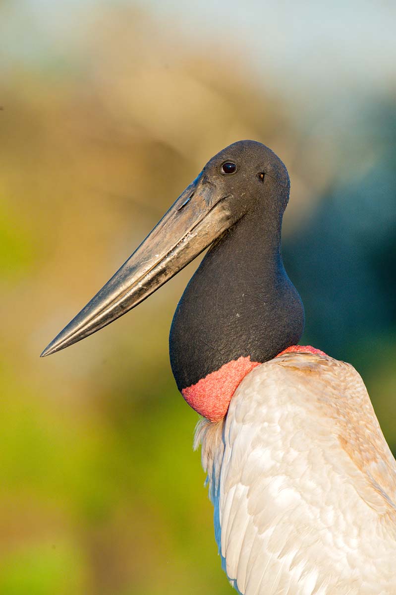 Jabiru_stork_2009_0005.jpg