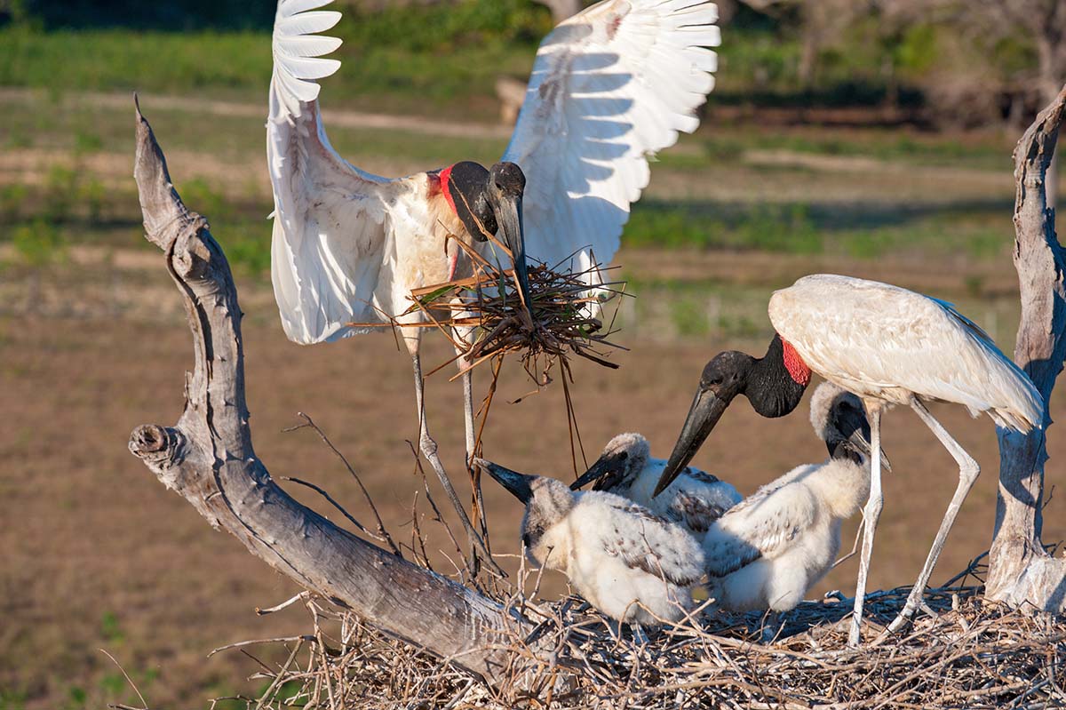 Jabiru_stork_2009_0012.jpg