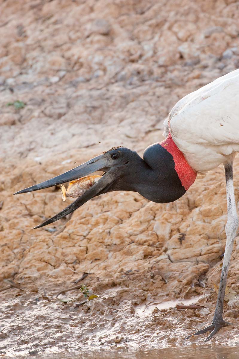 Jabiru_stork_2009_0029.jpg