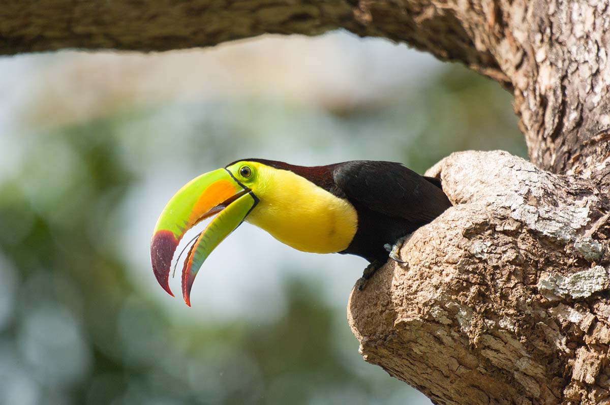 Keel_billed_toucan_2008_0094.jpg