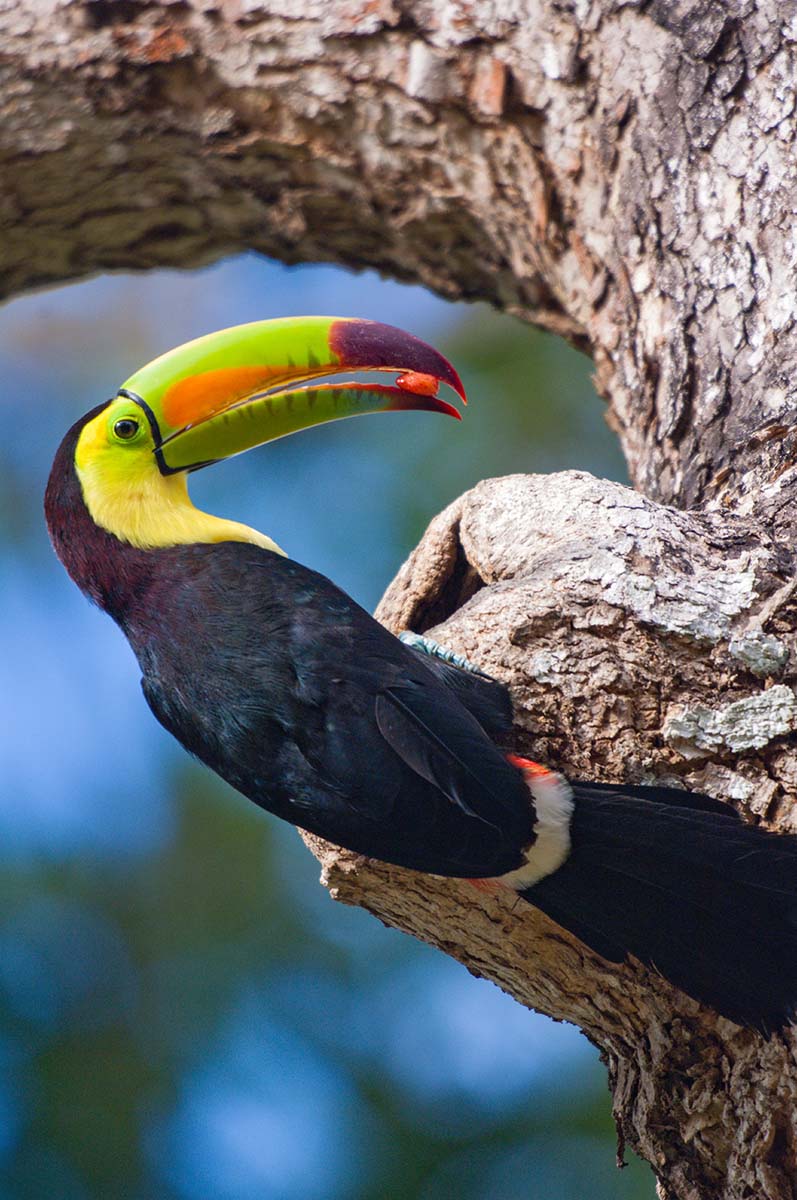 Keel_billed_toucan_2008_0108.jpg