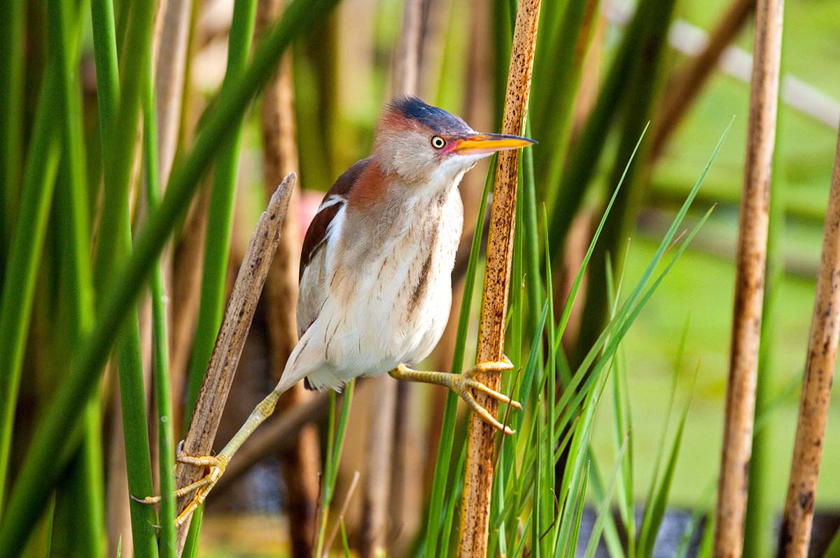 Least_bittern_2008_0007.jpg