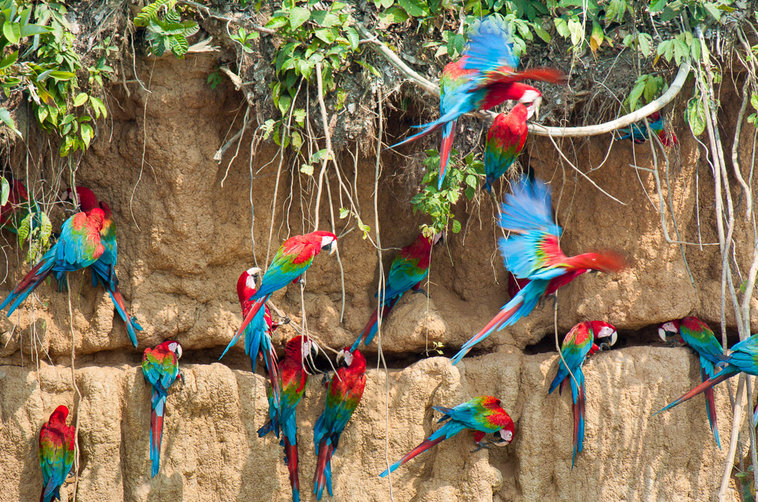 Red and green macaw, Peru