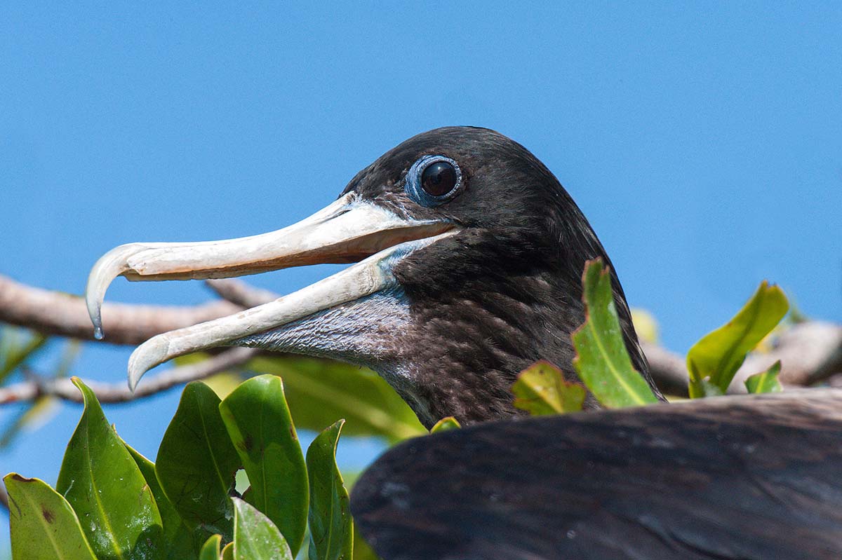 Magnificent_frigatebird_2010_0033.jpg