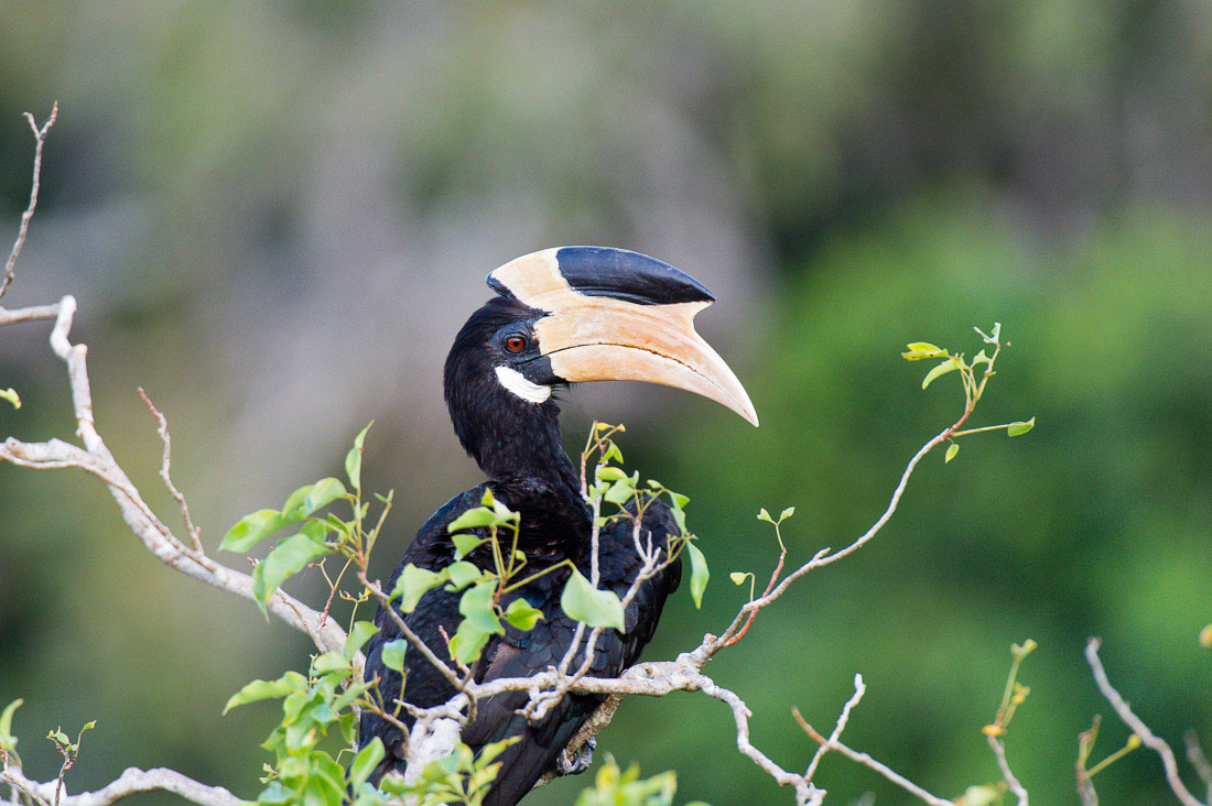 Malabar pied hornbill, Anthracaceros coronatus, an attractive bird quite common in Wilpattu National Park. Sri Lanka, Asia. Nikon D4, 500mm, f/4.0, TC-14 E II