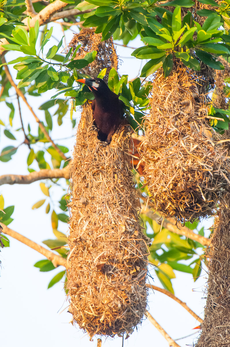 Montezuma oropendola, Belize