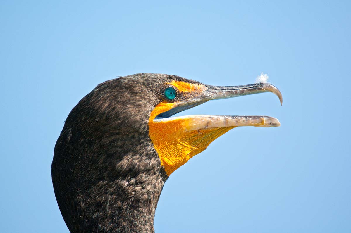 Olivaceous_cormorant_2006_0007.jpg