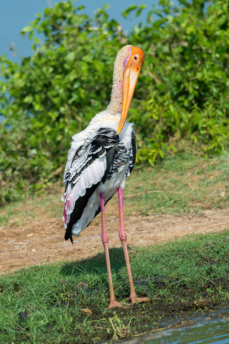 Colorful painted stork, Mycteria leucocephola, at Yala National Park, Sri Lanka, Asia. Nikon D4, Sigma 300-800mm, f/5.6