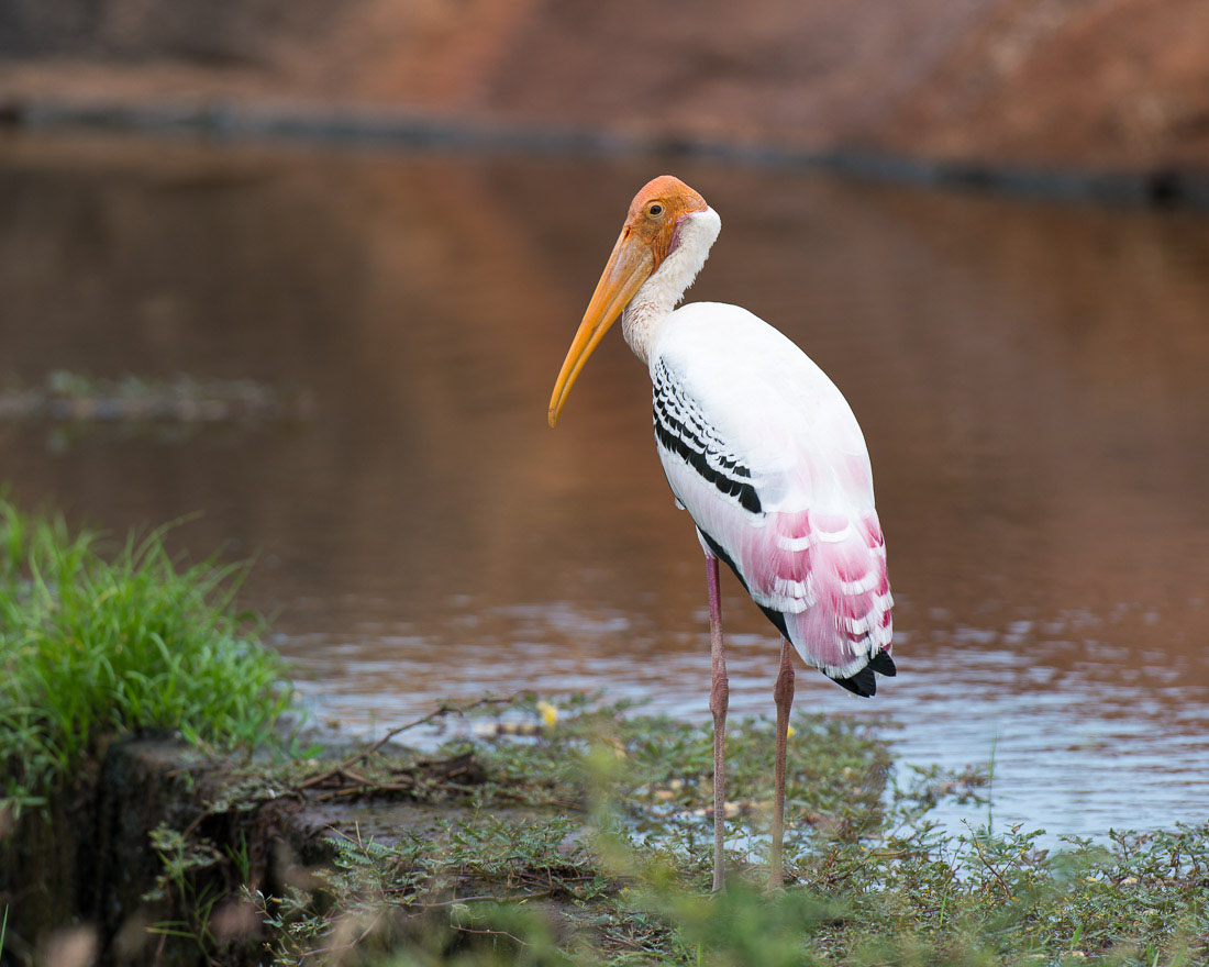 Colorful painted stork, Mycteria leucocephola, at Yala National Park, Sri Lanka, Asia. Nikon D4, 500mm, f/4.0