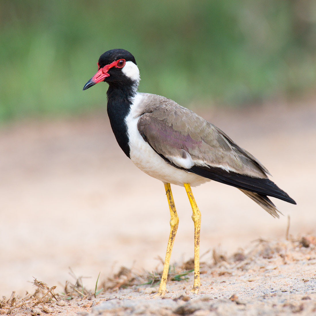 Colorful red-wattled lapwing, Vanellus indicus, a common bird in Wilpattu National Park. Sri Lanka, Asia. Nikon D4, 500mm, f/4.0, TC-14 E II