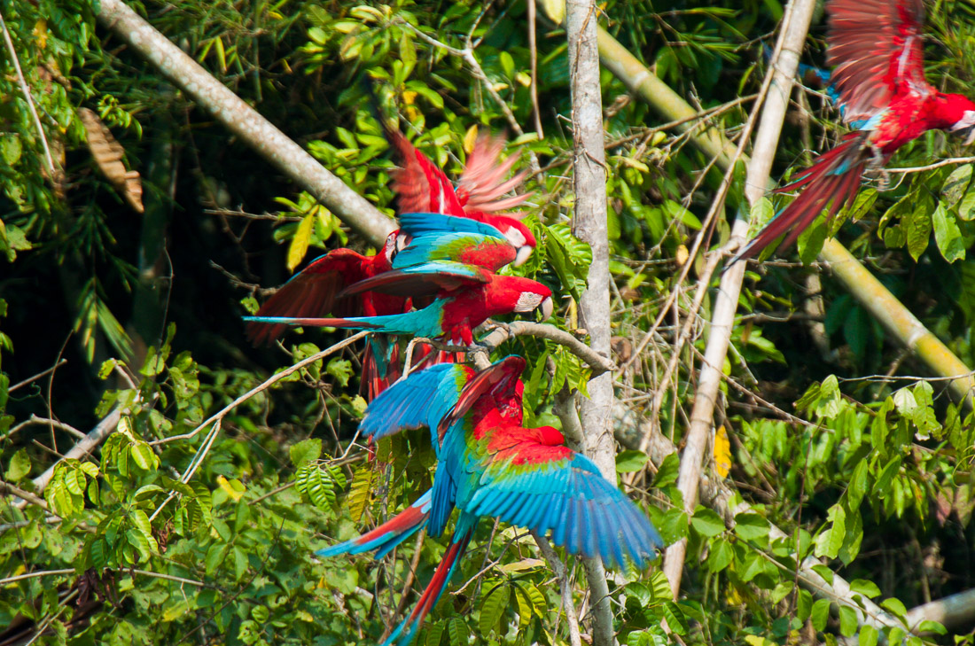 Peru birds 2004