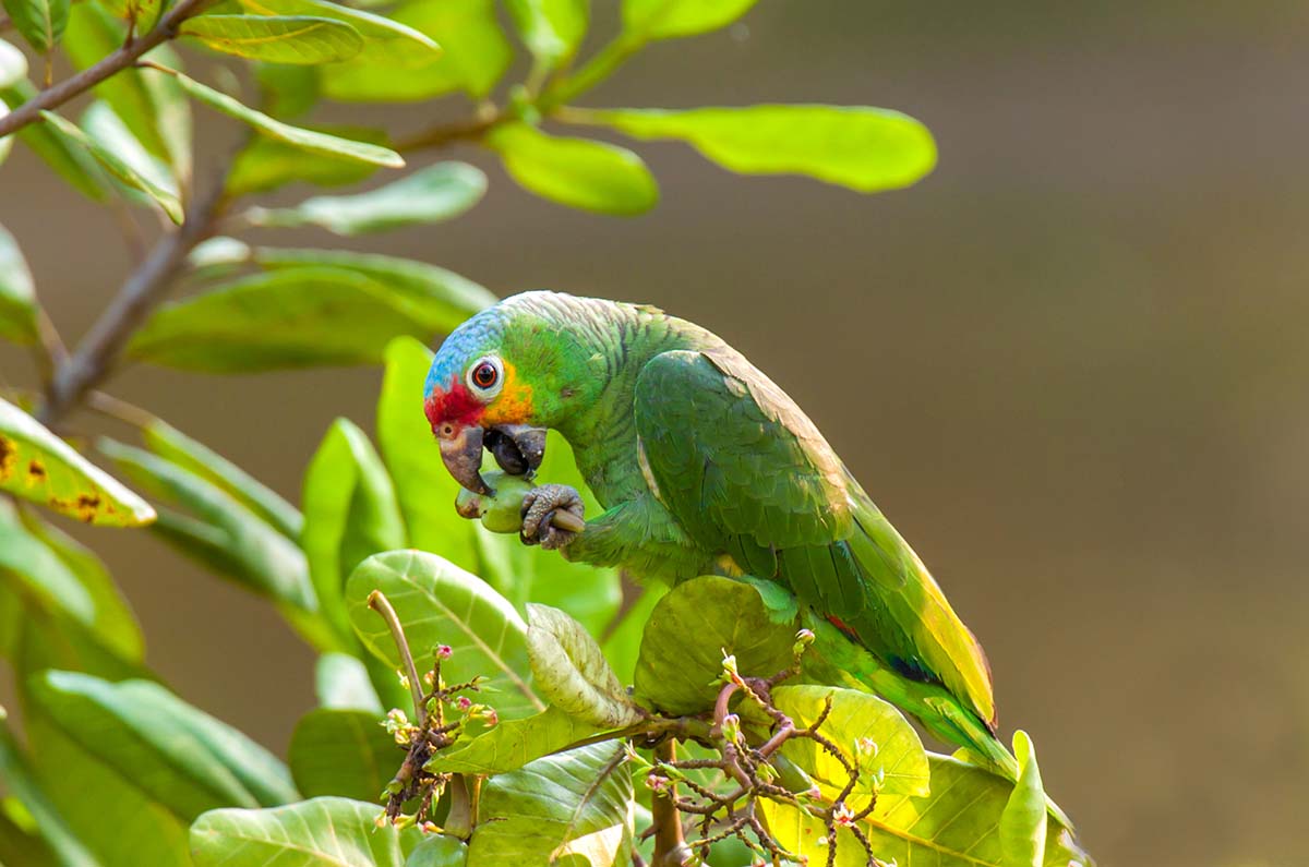 Red_lored_parrot_0003.jpg