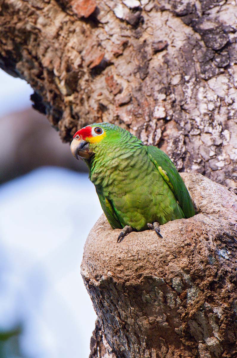 Red_lored_parrot_2008_0011.jpg