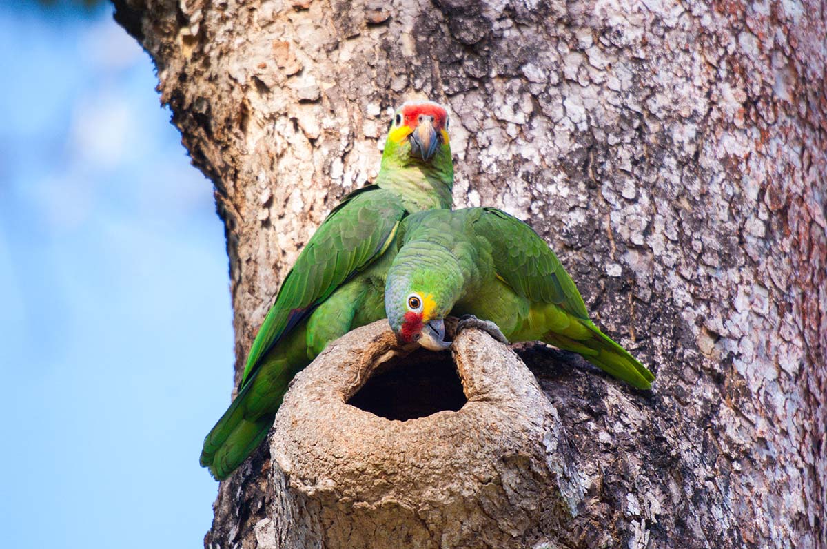 Red_lored_parrot_2009_0021.jpg