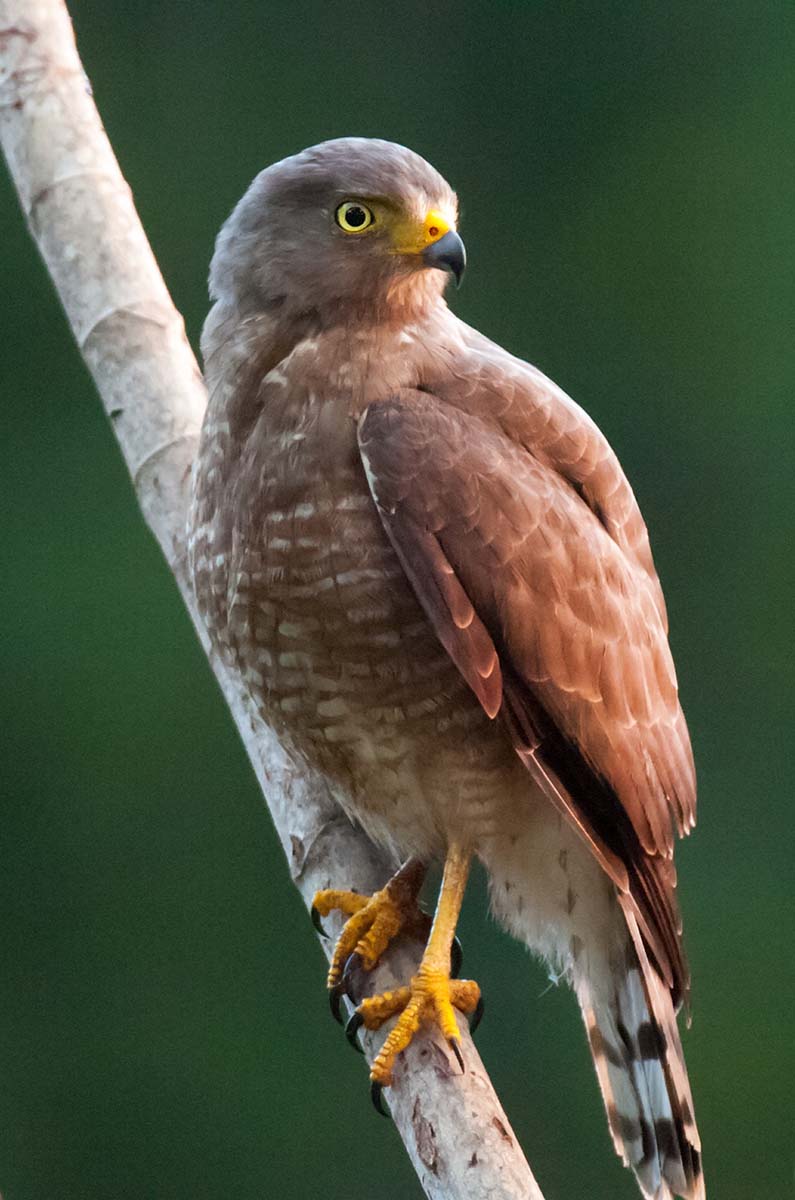 Roadside_hawk_0001.jpg