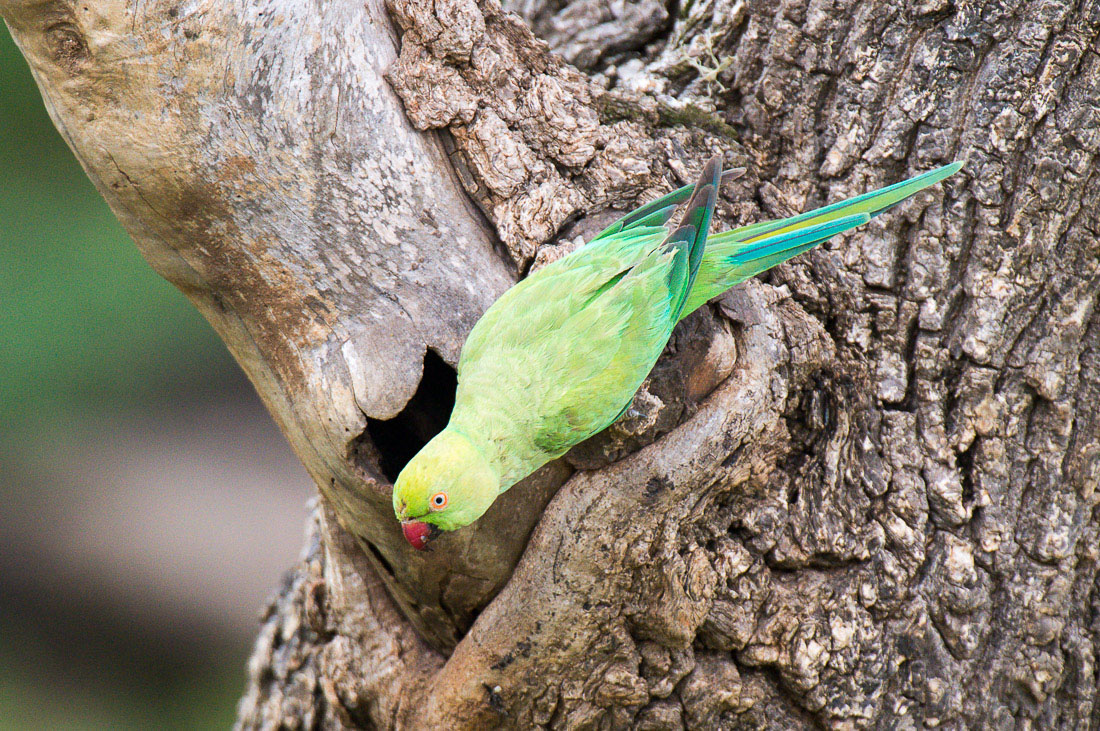 A rose-ringed parakeet, Psittacula krameri, female, inspecting a tree cavity for nesting options. Yala National Park, Sri Lanka, Asia. Nikon D4, 500mm, f/4.0, TC-14 E II