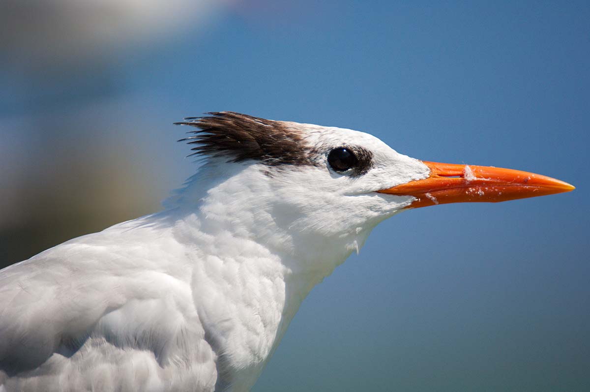 Royal_tern_0001.jpg