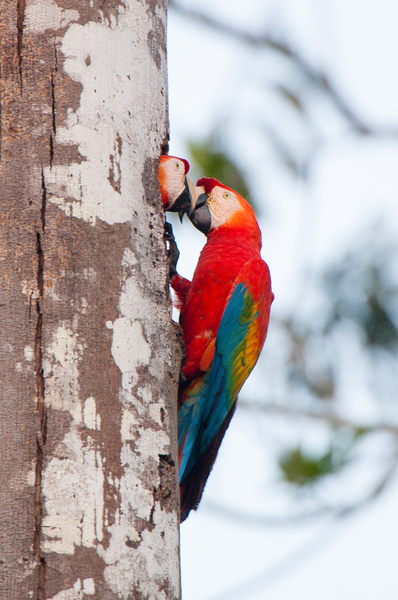 Scarlet macaws in nest, Peru