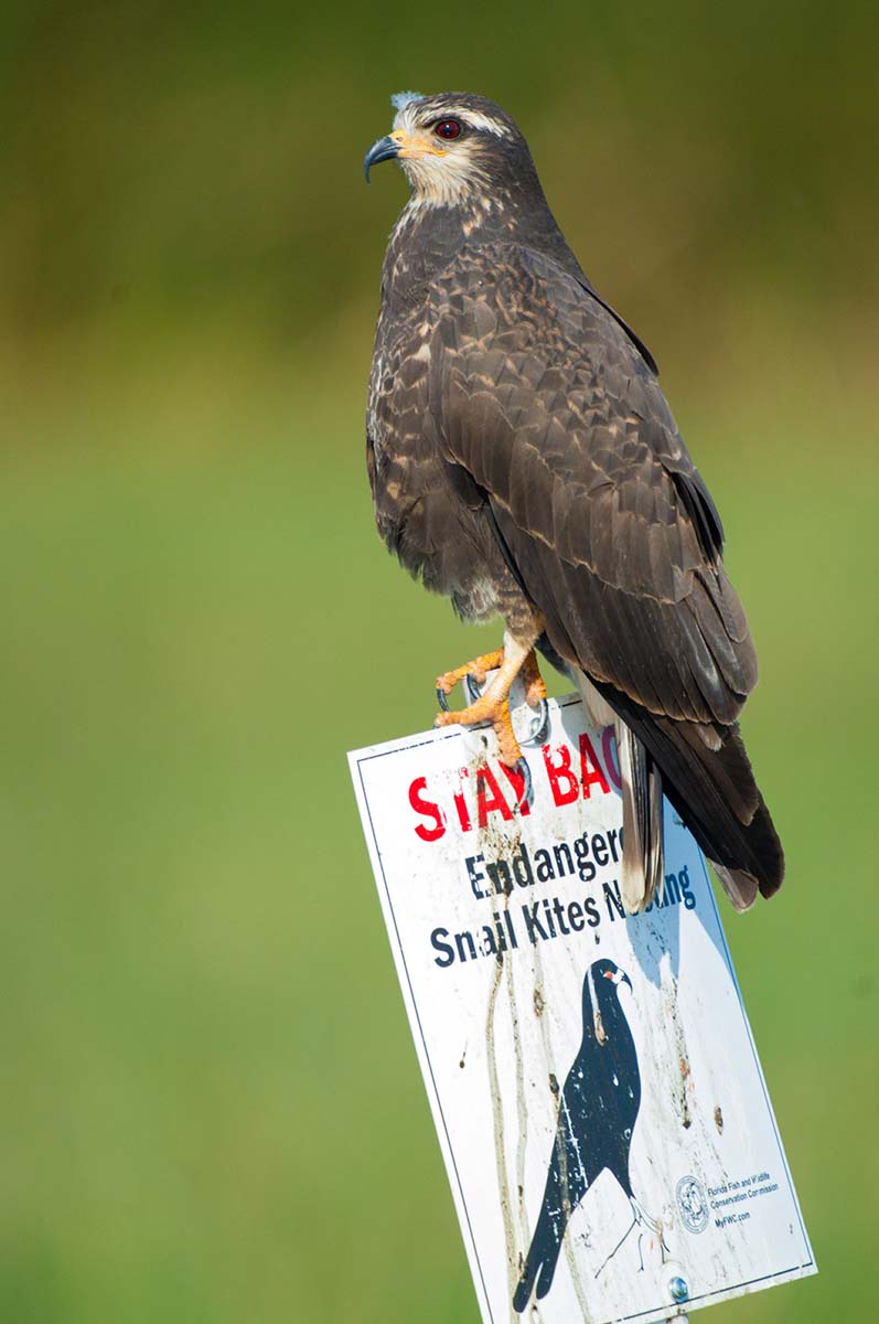 Snail_kite_2008_0001.jpg