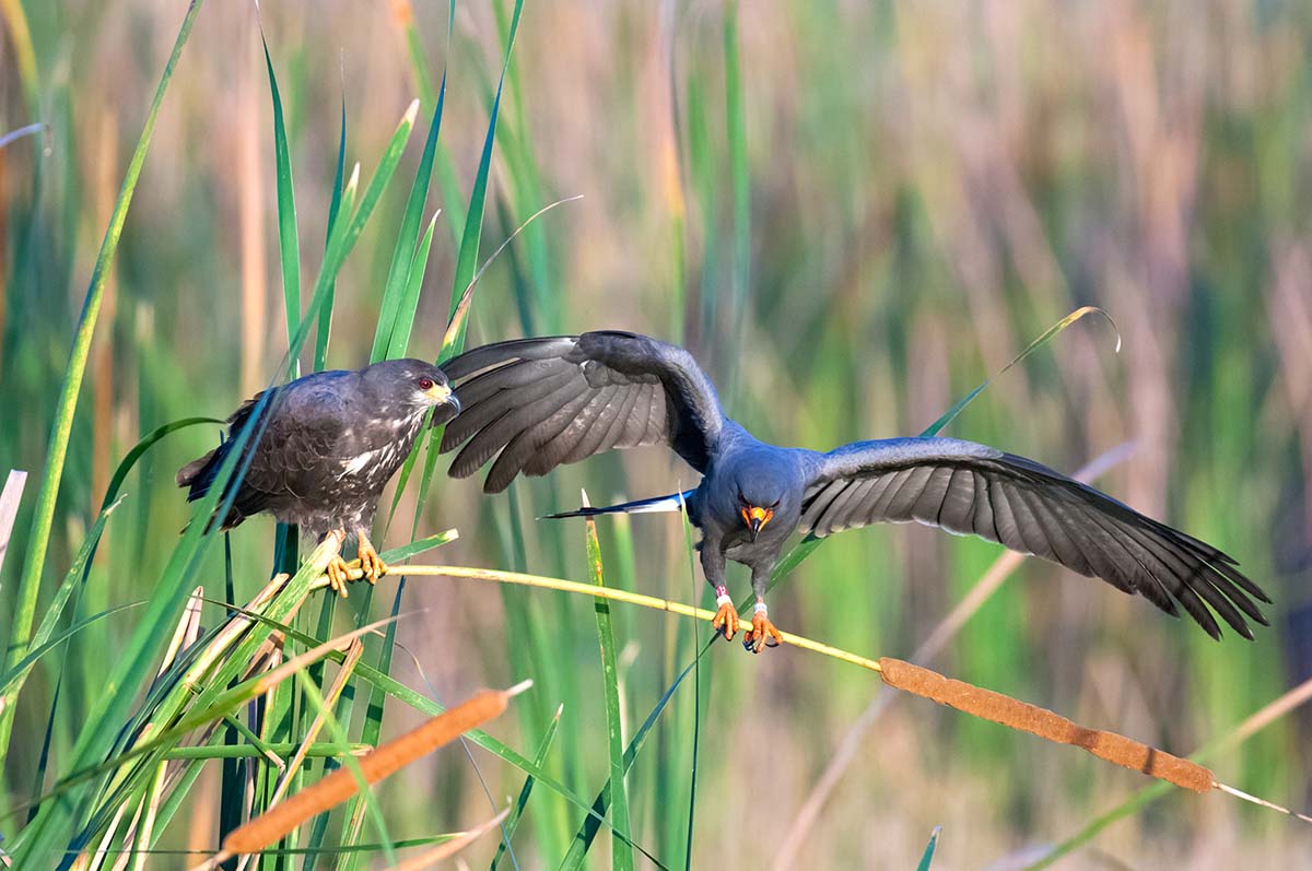 Snail_kite_2008_0017.jpg