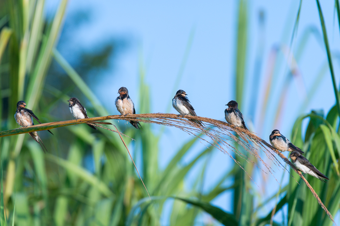 White-breasted woodswallow, Artamus leucorhynchus, perching on a cane on the riverbank of the Kinabatangan river, rainforest of Sabah, Borneo, Malaysia, South East Asia.