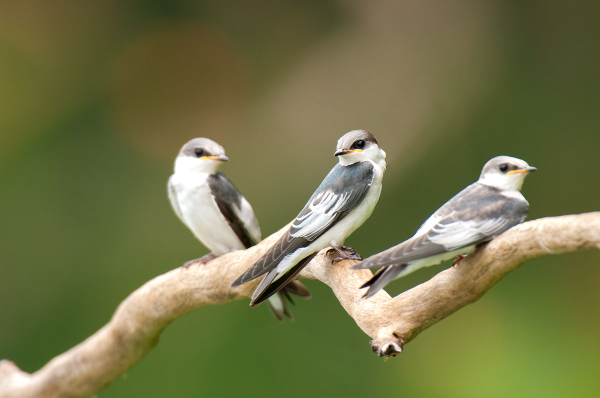 White banded swallows, Peru