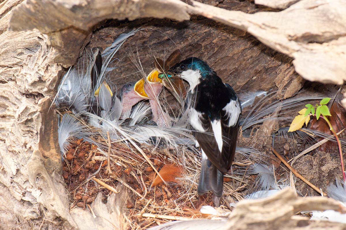 White_winged_swallow_2007_0011.jpg