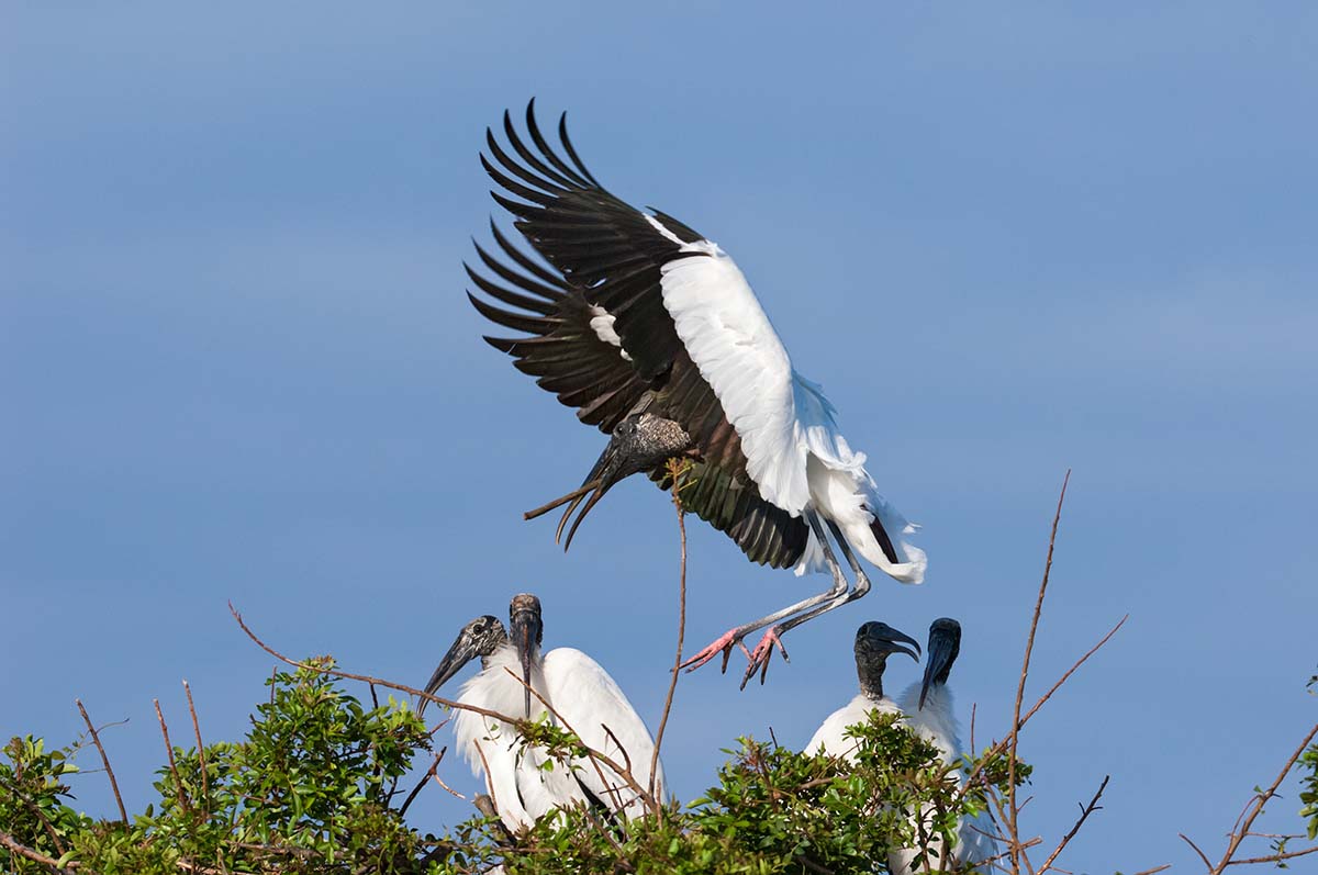 Wood stork, Florida