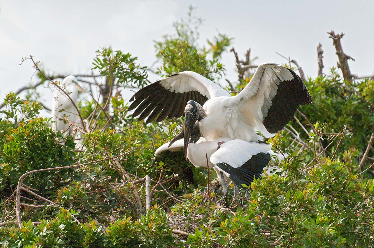 Wood_stork_2008_0020.jpg