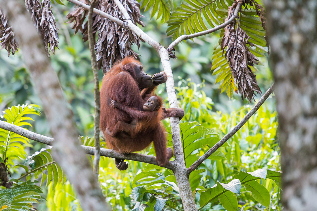 Female Bornean orangutan, Pongo pygmaeus, eating fruits from a tree, with her baby. Sepilok Rainforest Discovery Centre, Sabah, Borneo, Malaysia, Indochina, South East Asia.