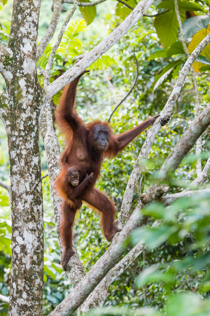 Female Bornean orangutan, Pongo pygmaeus, carrying her baby. Sepilok Rainforest Discovery Centre, Sabah, Borneo, Malaysia, Indochina, South East Asia.