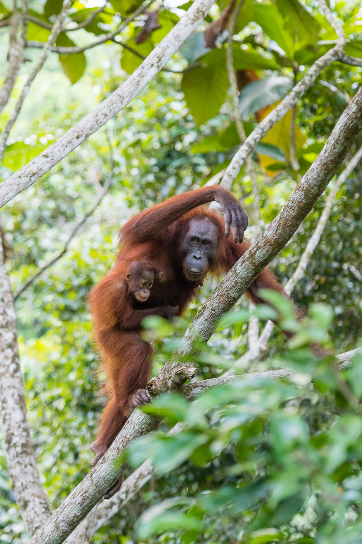 Female Bornean orangutan, Pongo pygmaeus, carrying her baby. Sepilok Rainforest Discovery Centre, Sabah, Borneo, Malaysia, Indochina, South East Asia.