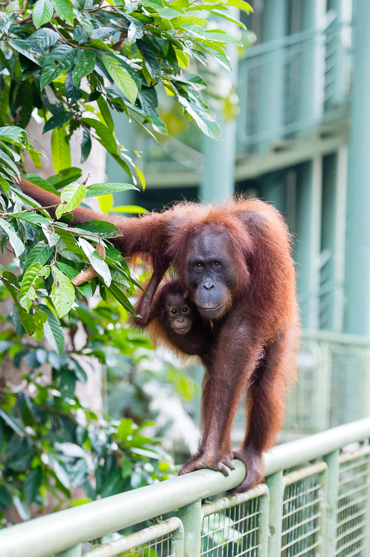 Wild female Bornean orangutan, Pongo pygmaeus, with her baby, crossing the canopy walkway at Sepilok Rainforest Discovery Centre, Sabah, Borneo, Malaysia, Indochina, South East Asia. 