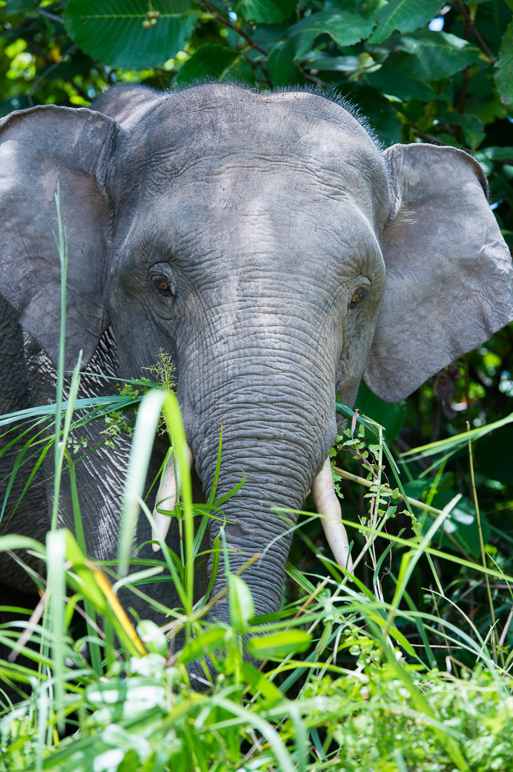 Adult male Borneo pygmy elephant, Elephas maximus borneensis, feeding on the banks of Kinabatangan river, Abai, Sabah, Borneo, Malaysia, Indochina, South East Asia.