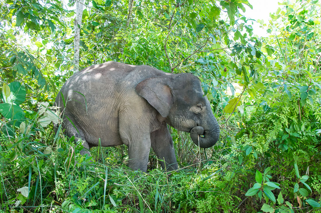 Adult female Borneo pygmy elephant, Elephas maximus borneensis, feeding on the banks of Kinabatangan river, Abai, Sabah, Borneo, Malaysia, Indochina, South East Asia.