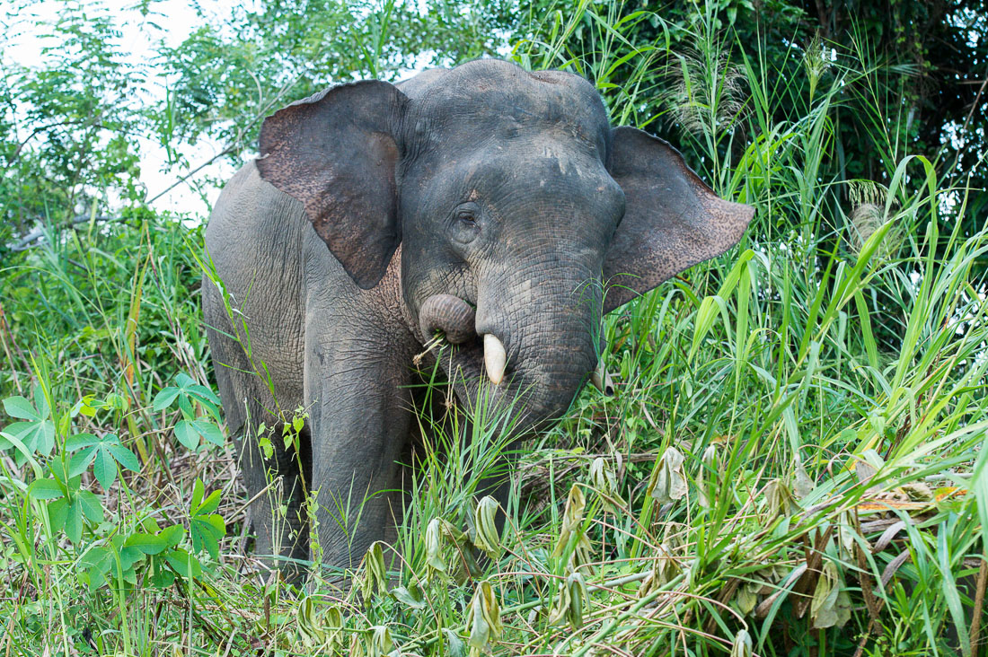 Young male Borneo pygmy elephant, Elephas maximus borneensis, feeding on the banks of Kinabatangan river, Abai, Sabah, Borneo, Malaysia, Indochina, South East Asia.