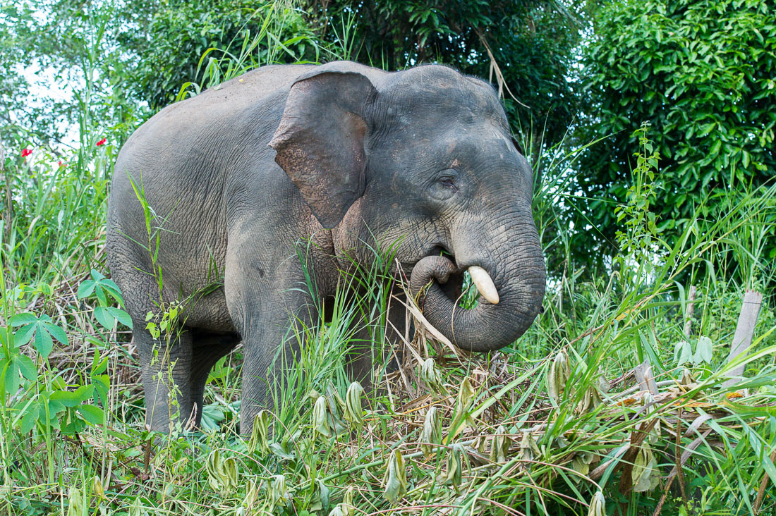 Young male Borneo pygmy elephant, Elephas maximus borneensis, feeding on the banks of Kinabatangan river, Abai, Sabah, Borneo, Malaysia, Indochina, South East Asia.