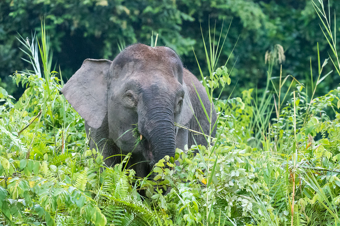 Adult female Borneo pygmy elephant, Elephas maximus borneensis, feeding on the banks of Kinabatangan river, Abai, Sabah, Borneo, Malaysia, Indochina, South East Asia.