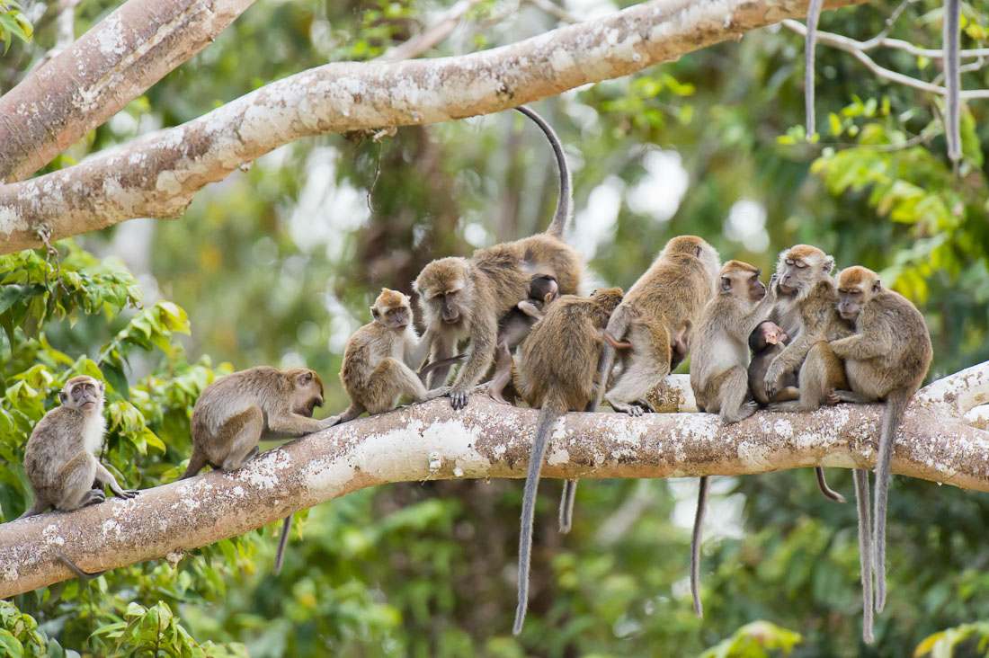 A troop of long-tailed macaques, Macaca fascicularis, and a couple of newborn, busy during the late afternoon grooming. Kinabatangan river, rainforest of Sabah, Borneo, Malaysia, Indochina, South East Asia.