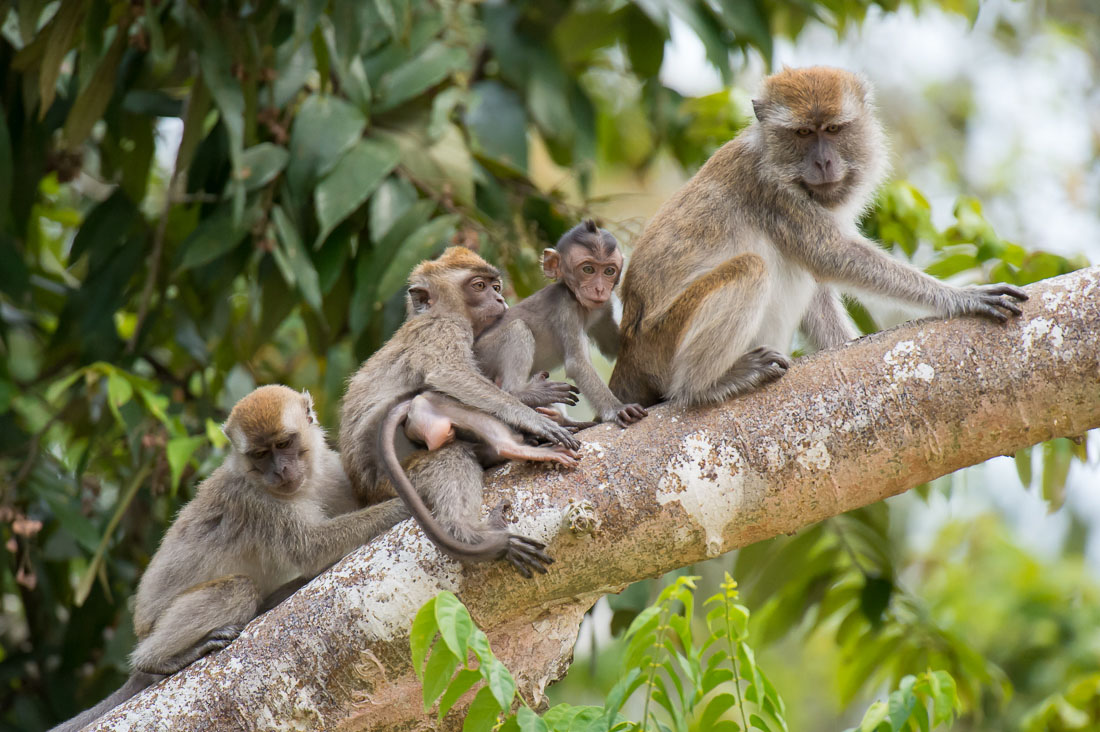 A group of long-tailed macaques, Macaca fascicularis, with a newborn, busy during the late afternoon grooming. Kinabatangan river, rainforest of Sabah, Borneo, Malaysia, Indochina, South East Asia.