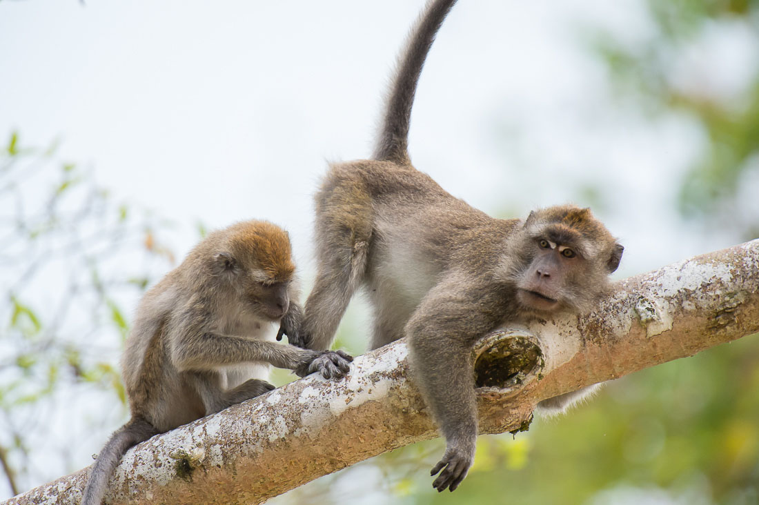 A couple of adult long-tailed macaques, Macaca fascicularis, busy during late afternoon grooming. Kinabatangan river, rainforest of Sabah, Borneo, Malaysia, Indochina, South East Asia.