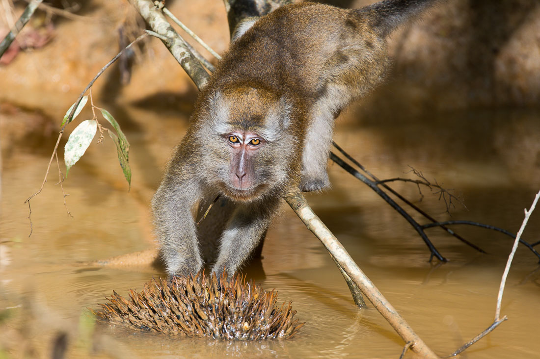 Adult long-tailed macaque, Macaca fascicularis, having fresh fruits for breakfast. Resang river, affluent of Kinabatangan, rainforest of Sabah, Borneo, Malaysia, Indochina, South East Asia.