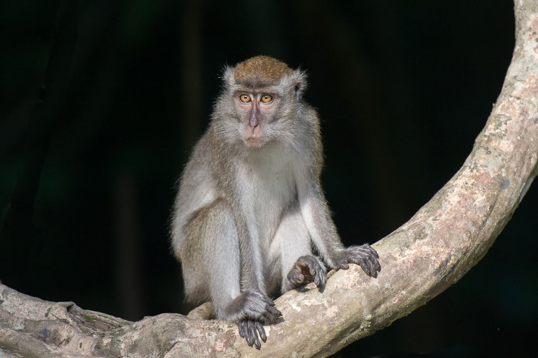 Adult long-tailed macaque, Macaca fascicularis. Kinabatangan river, rainforest of Sabah, Borneo, Malaysia, Indochina, South East Asia.