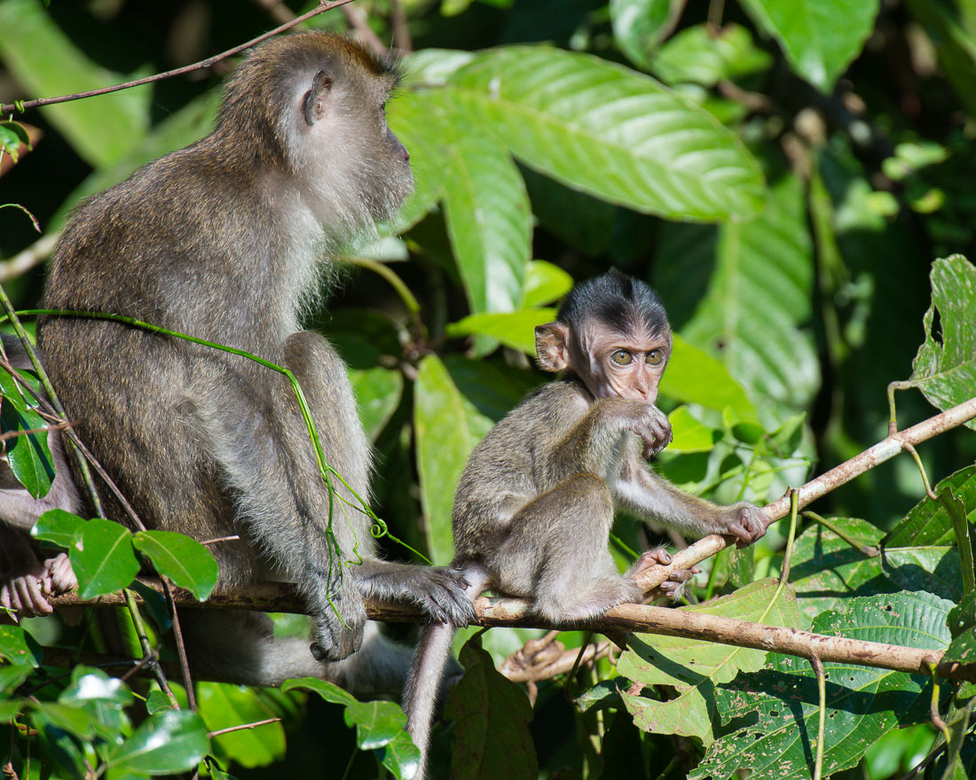 Female long-tailed macaque, Macaca fascicularis, with her newborn. Kinabatangan river, rainforest of Sabah, Borneo, Malaysia, Indochina, South East Asia.