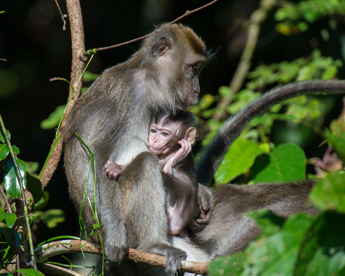 Female long-tailed macaque, Macaca fascicularis, with her newborn. Kinabatangan river, rainforest of Sabah, Borneo, Malaysia, Indochina, South East Asia.