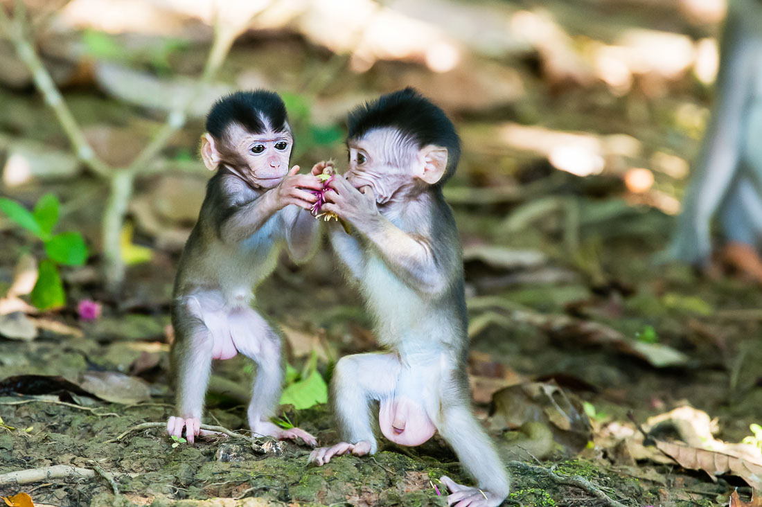 Two newborns long-tailed macaque, Macaca fascicularis,, a male and female busy playing with a fruit. Teneggang Besar river an affluent of Kinabatangan, rainforest of Sabah, Borneo, Malaysia, Indochina, South East Asia.