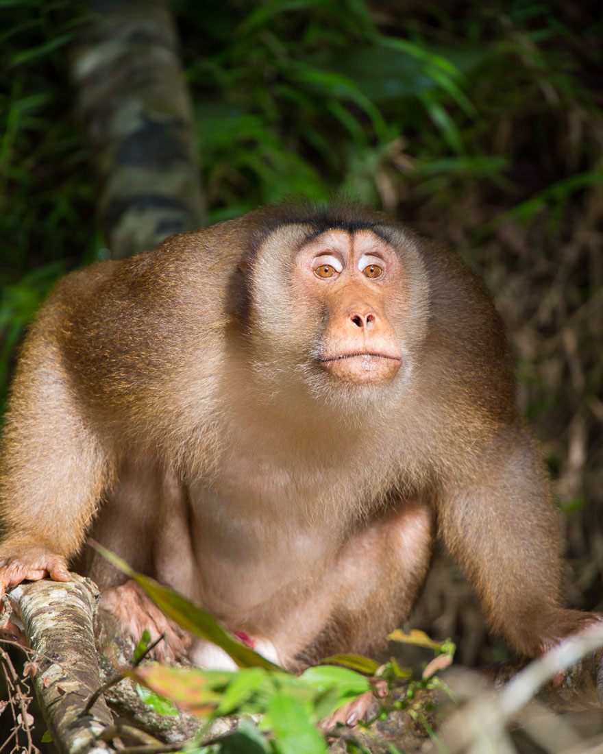 Adult pig-tailed macaque, Macaca nemestrina, on the banks of the Resang river, an affluent of Kinabatangan, rainforest of Sabah, Borneo, Malaysia, South East Asia.