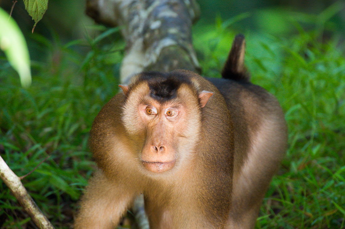 Adult pig-tailed macaque, Macaca nemestrina, on the banks of the Resang river, an affluent of Kinabatangan, rainforest of Sabah, Borneo, Malaysia, South East Asia.