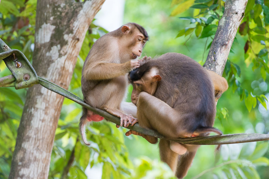 A male and female pig-tailed macaques, Macaca nemestrina, busy during morning grooming, sitting on a man made suspended 