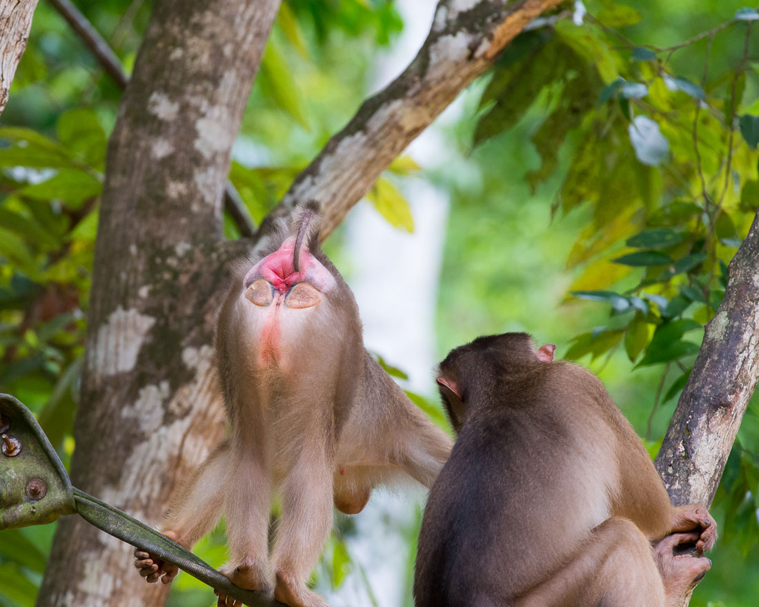 Female pig-tailed macaque, Macaca nemestrina, in 